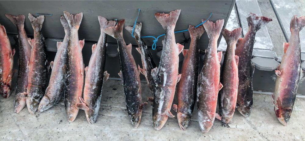 Fresh Arctic Char for sale by a local Inuit man Iqaluit Nunavut Photo image
