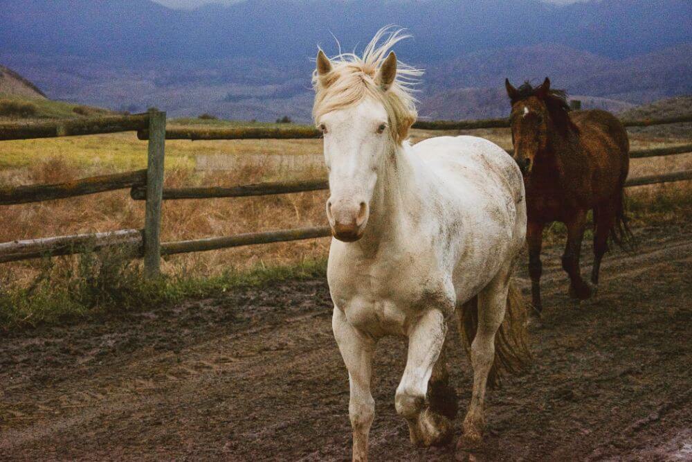 Horses Galloping Sundance Guest Ranch
