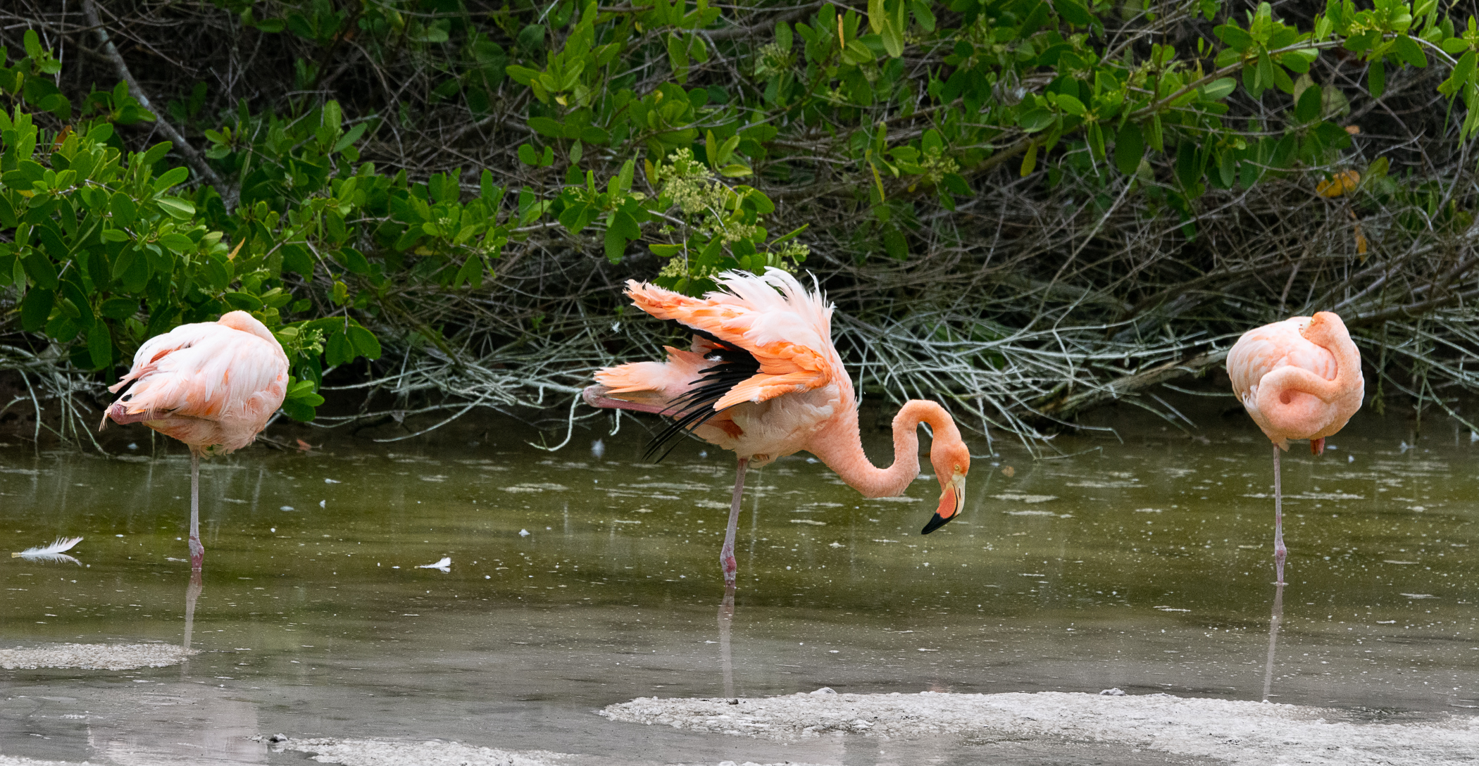 Flamingos Galapagos